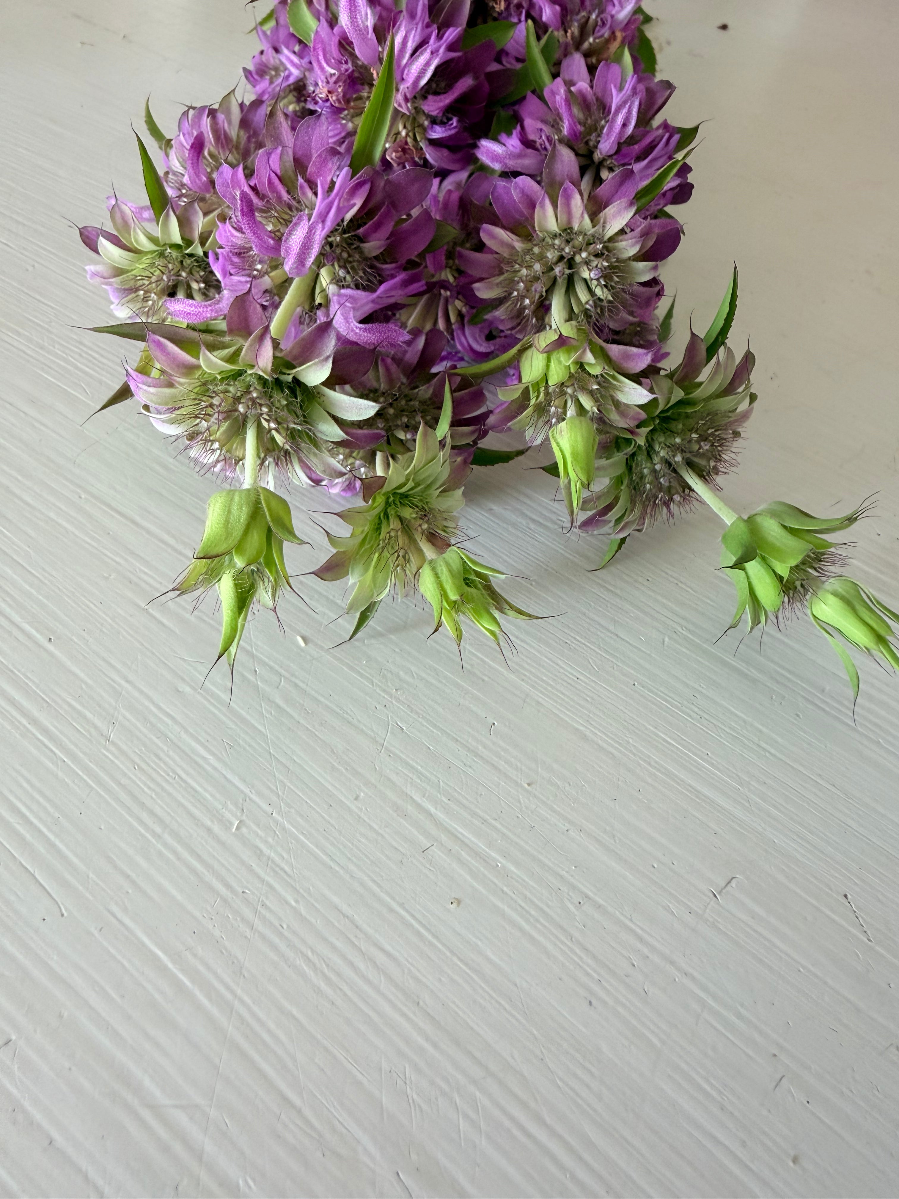 Monarda - Lemon Mint - Bundle of 10 Stems