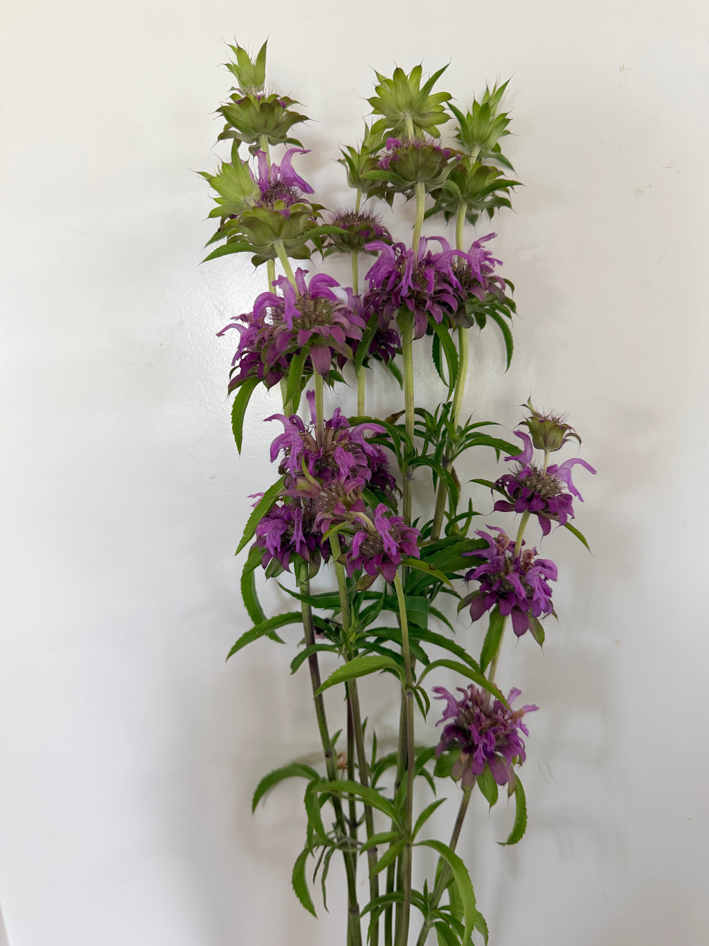 Monarda - Lemon Mint - Bundle of 10 Stems