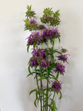 Monarda - Lemon Mint - Bundle of 10 Stems