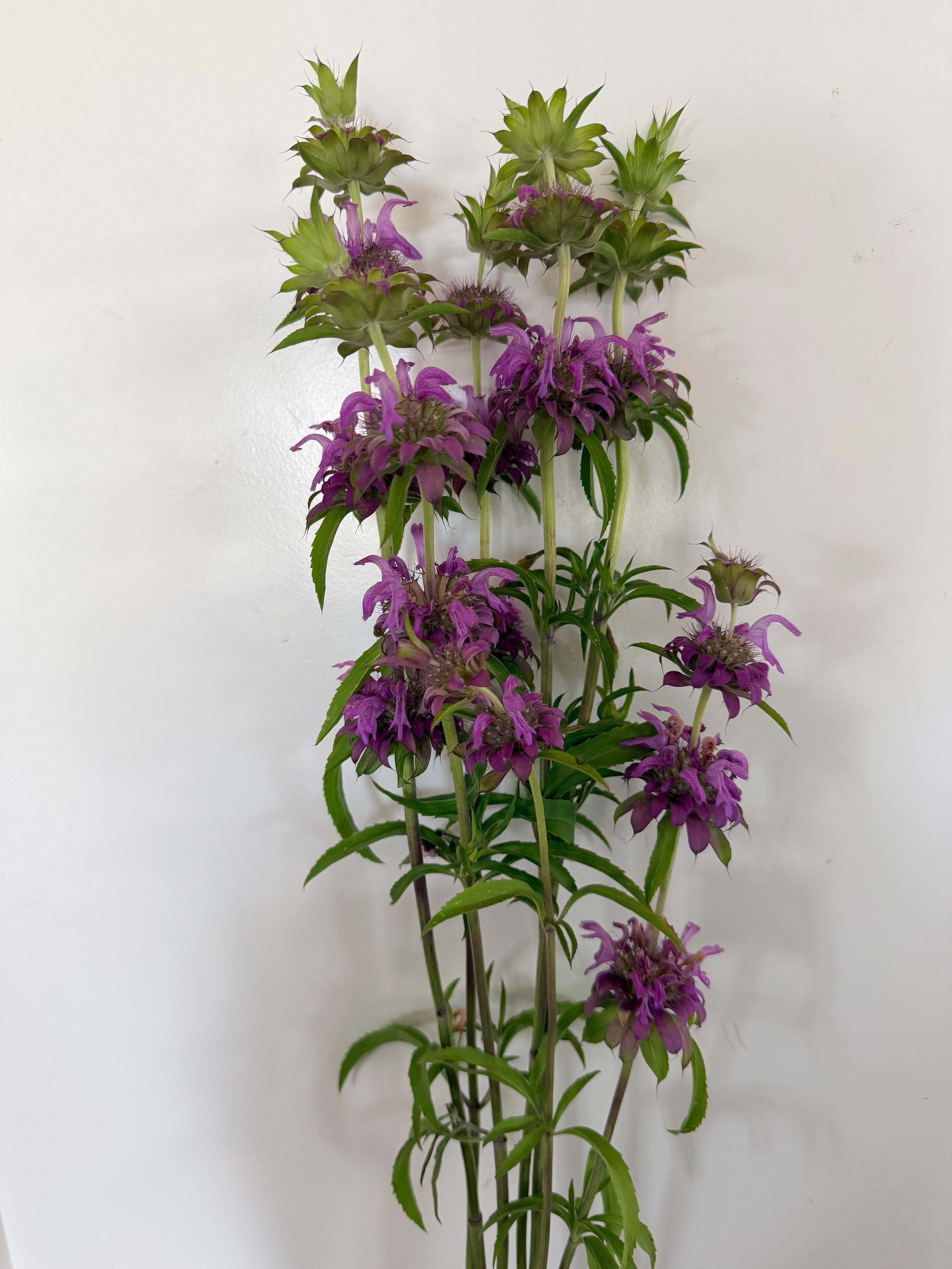Monarda - Lemon Mint - Bundle of 10 Stems