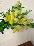 Snapdragon - Bundle of 5 Stems - Yellow
