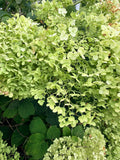 Hydrangea - Incrediball - By the Stem