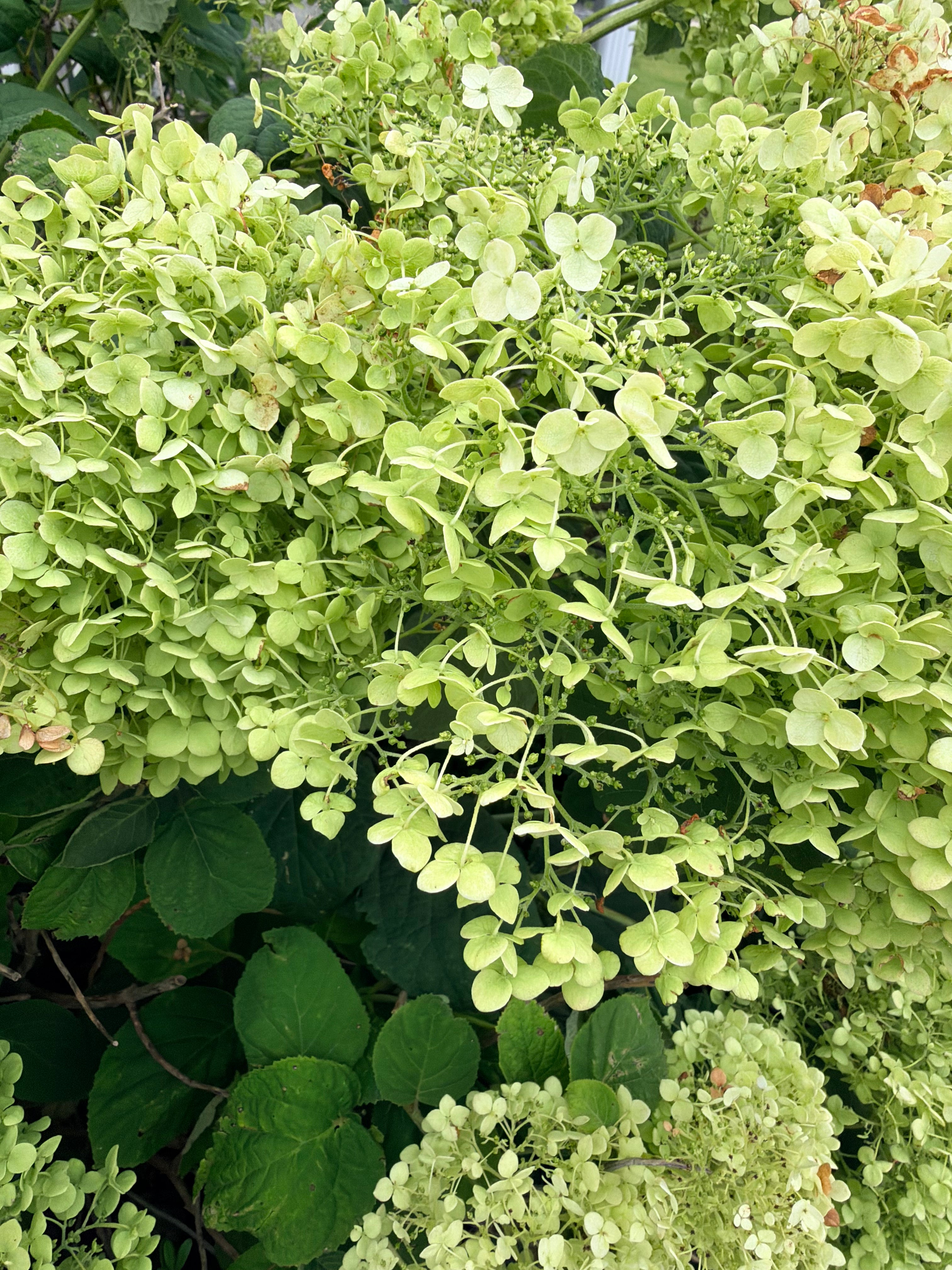Hydrangea - Incrediball - By the Stem