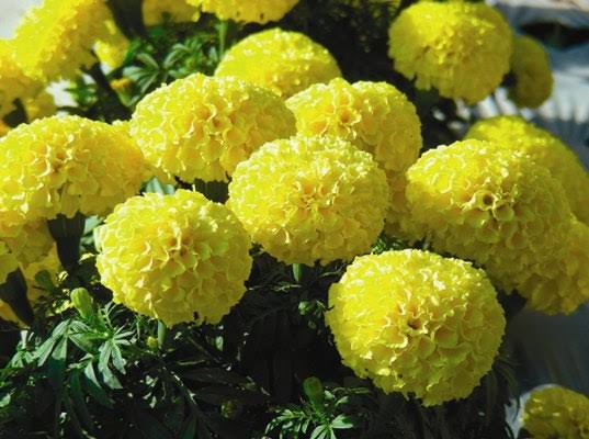 Marigold - Yellow - Bundle of 5 and 10 Stems - Coming Soon!