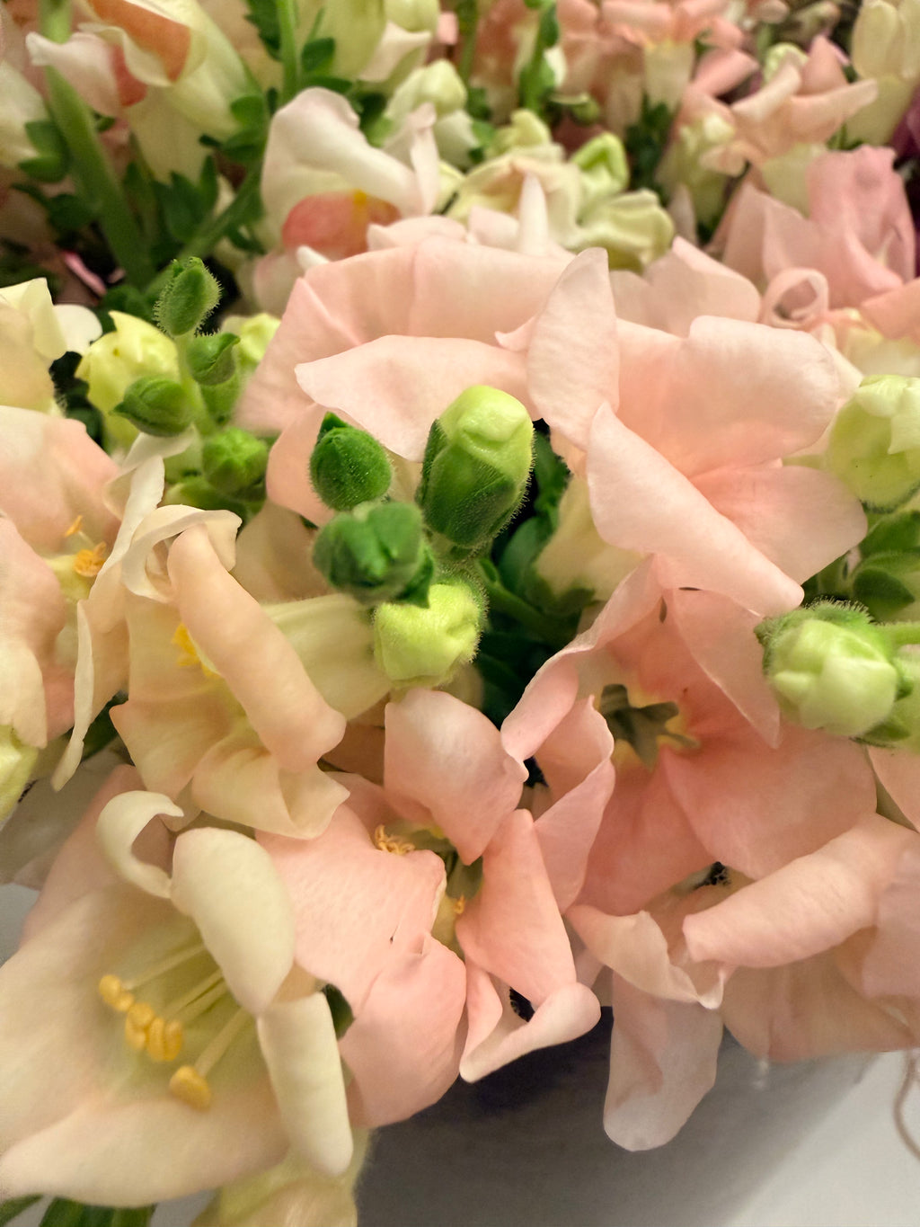 Snapdragon - Bundle of 10 stems -  Light Pink