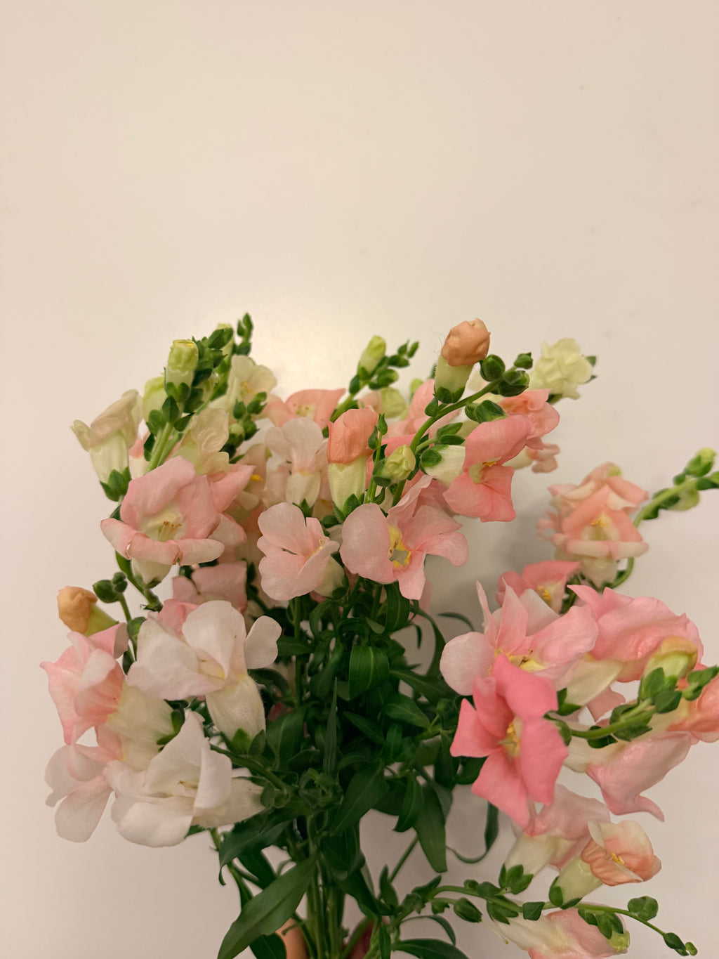 Snapdragon - Bundle of 10 stems -  Light Pink