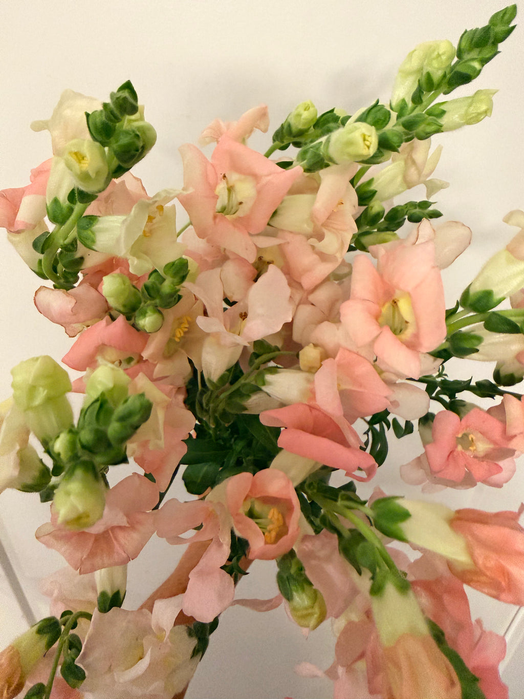 Snapdragon - Bundle of 10 stems -  Light Pink