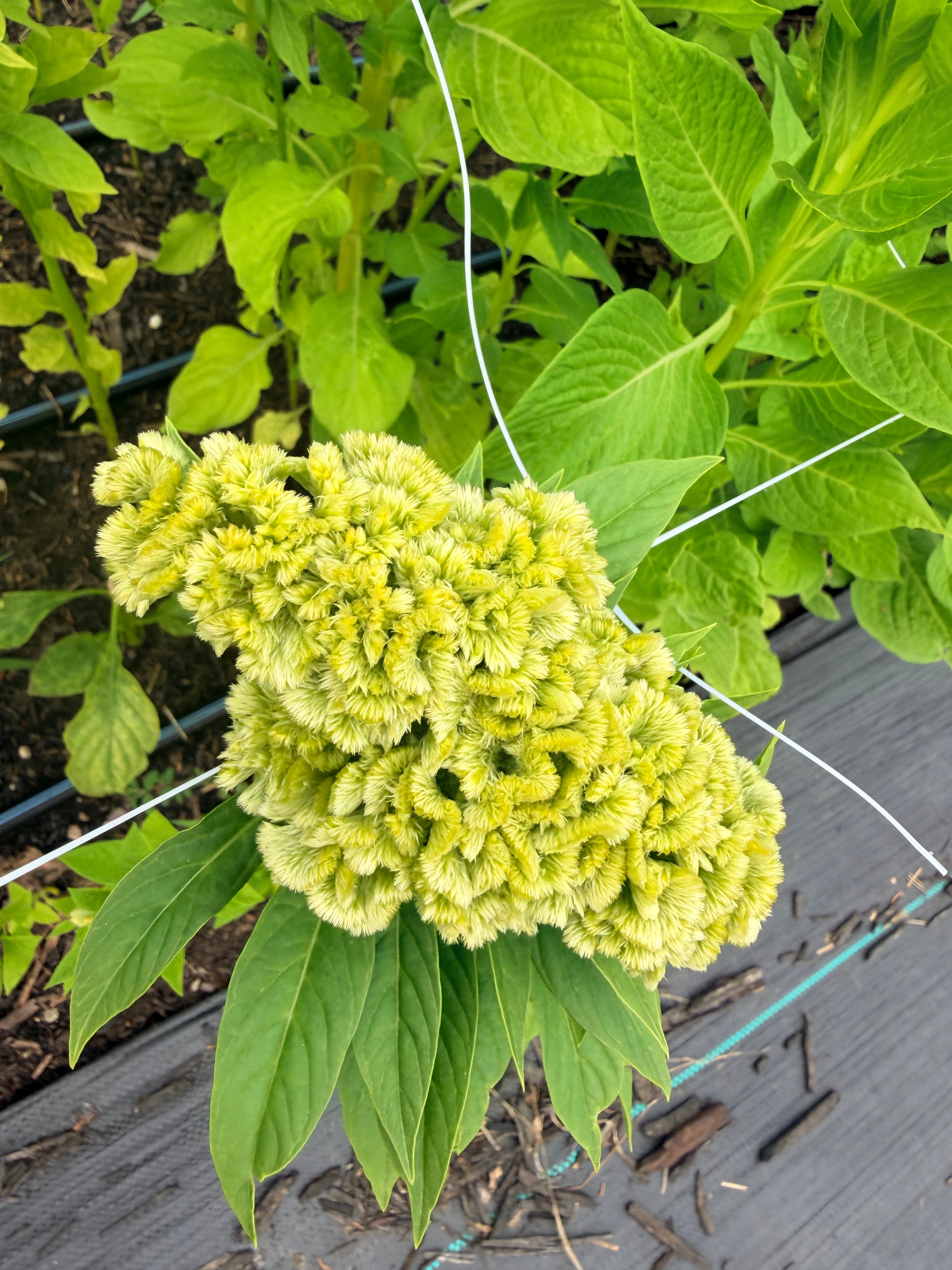 Celosia - Spring Green - Bundle of 5 and 10 Stems