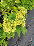 Celosia - Spring Green - Bundle of 5 and 10 Stems