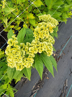 Celosia - Spring Green - Bundle of 5 and 10 Stems