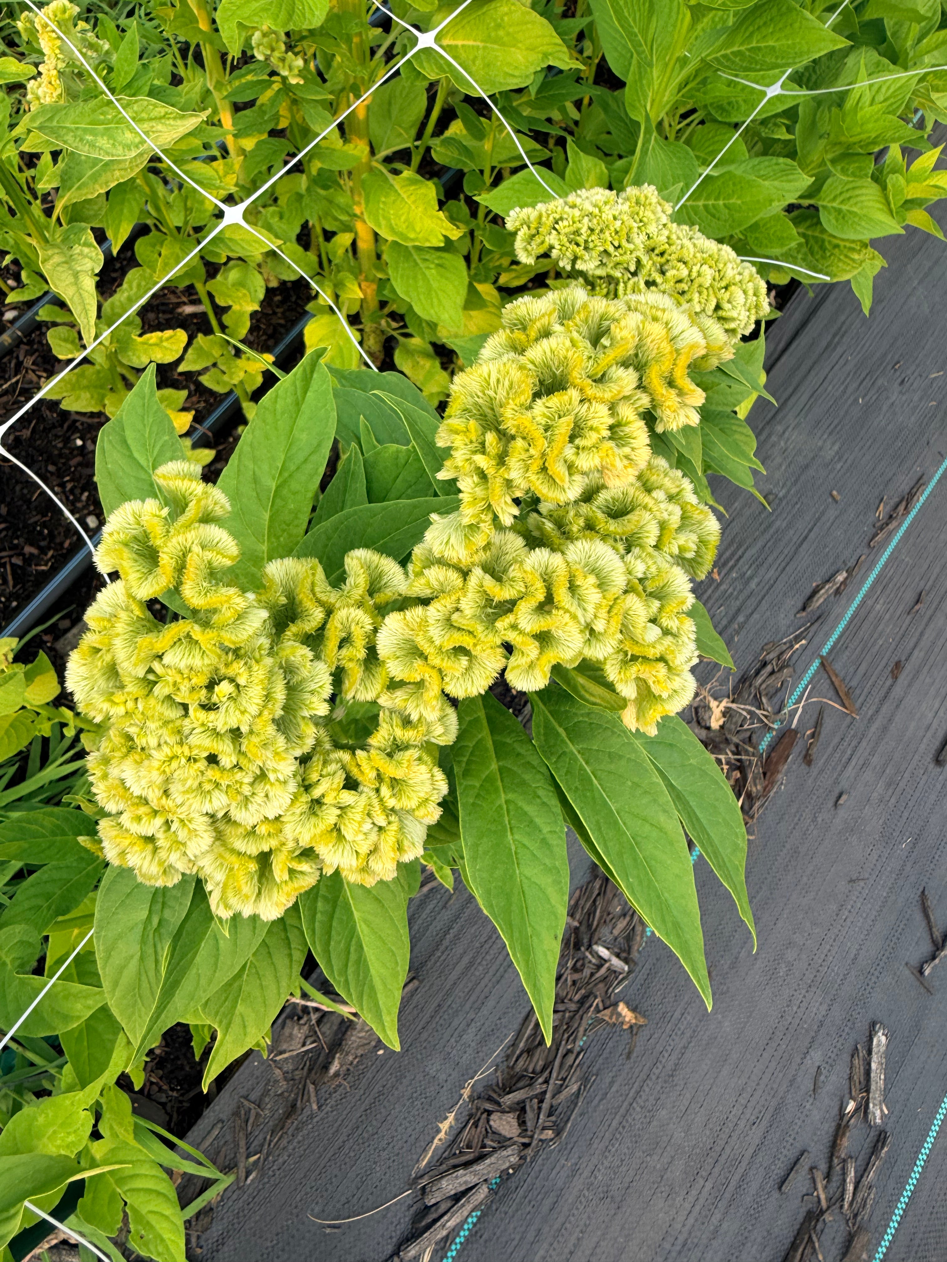 Celosia - Spring Green - Bundle of 5 and 10 Stems