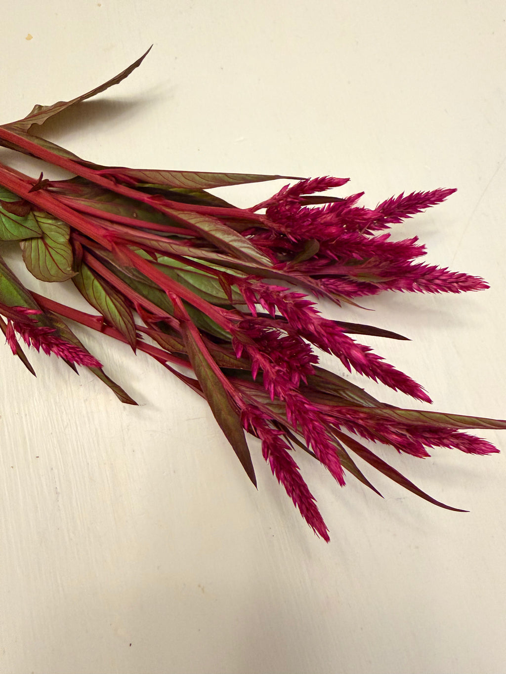 Celosia - Flamingo Purple - Bundle of 5 and 10 Stems