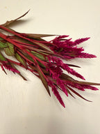 Celosia - Flamingo Purple - Bundle of 5 and 10 Stems