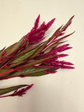 Celosia - Flamingo Purple - Bundle of 5 and 10 Stems