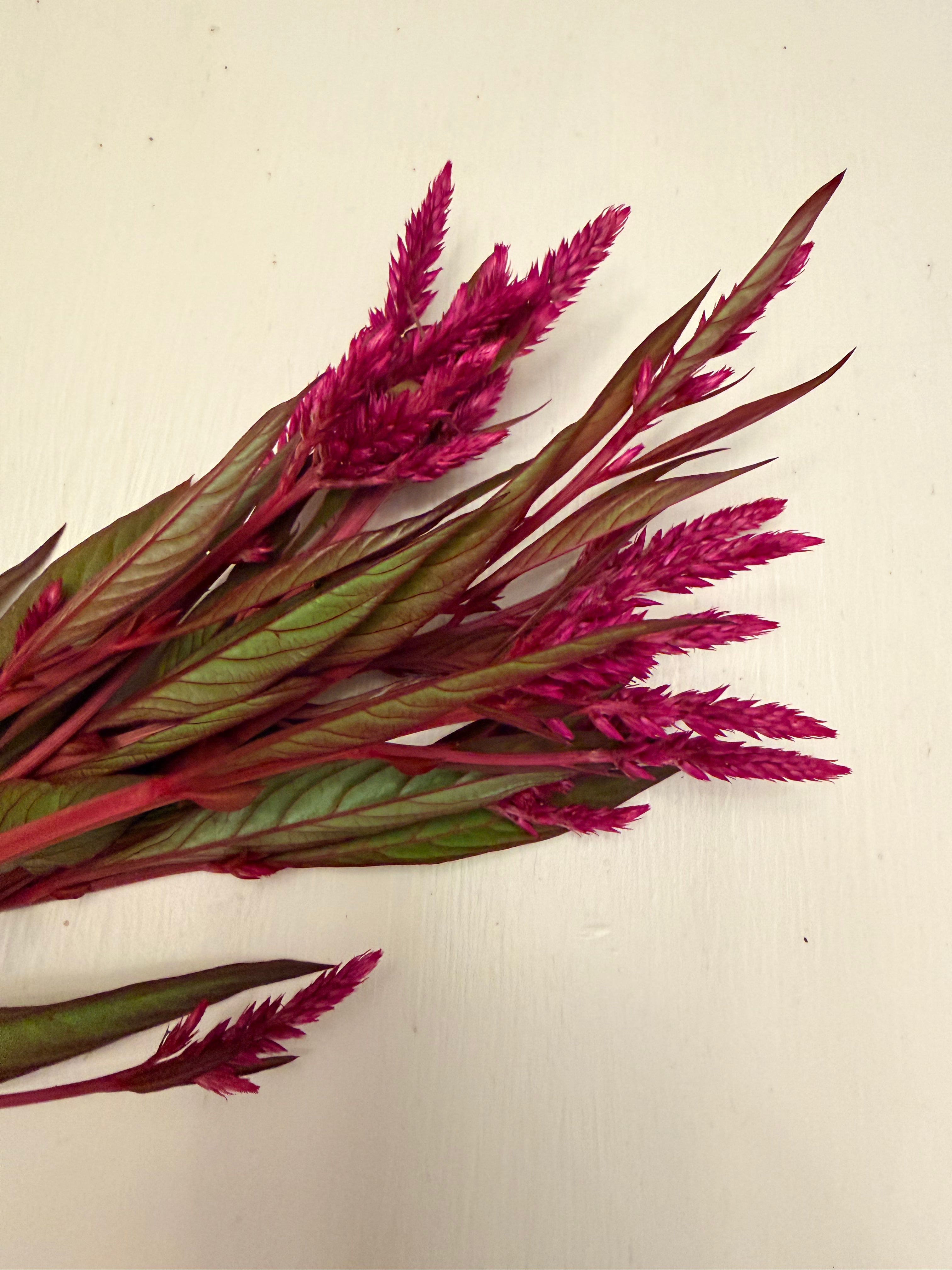 Celosia - Flamingo Purple - Bundle of 5 and 10 Stems