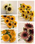 Sunflower (ProCut) - Mixed Bunch - Bundle of 5 and 10 Stems