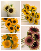 Sunflower (ProCut) - Mixed Bunch - Bundle of 5 and 10 Stems
