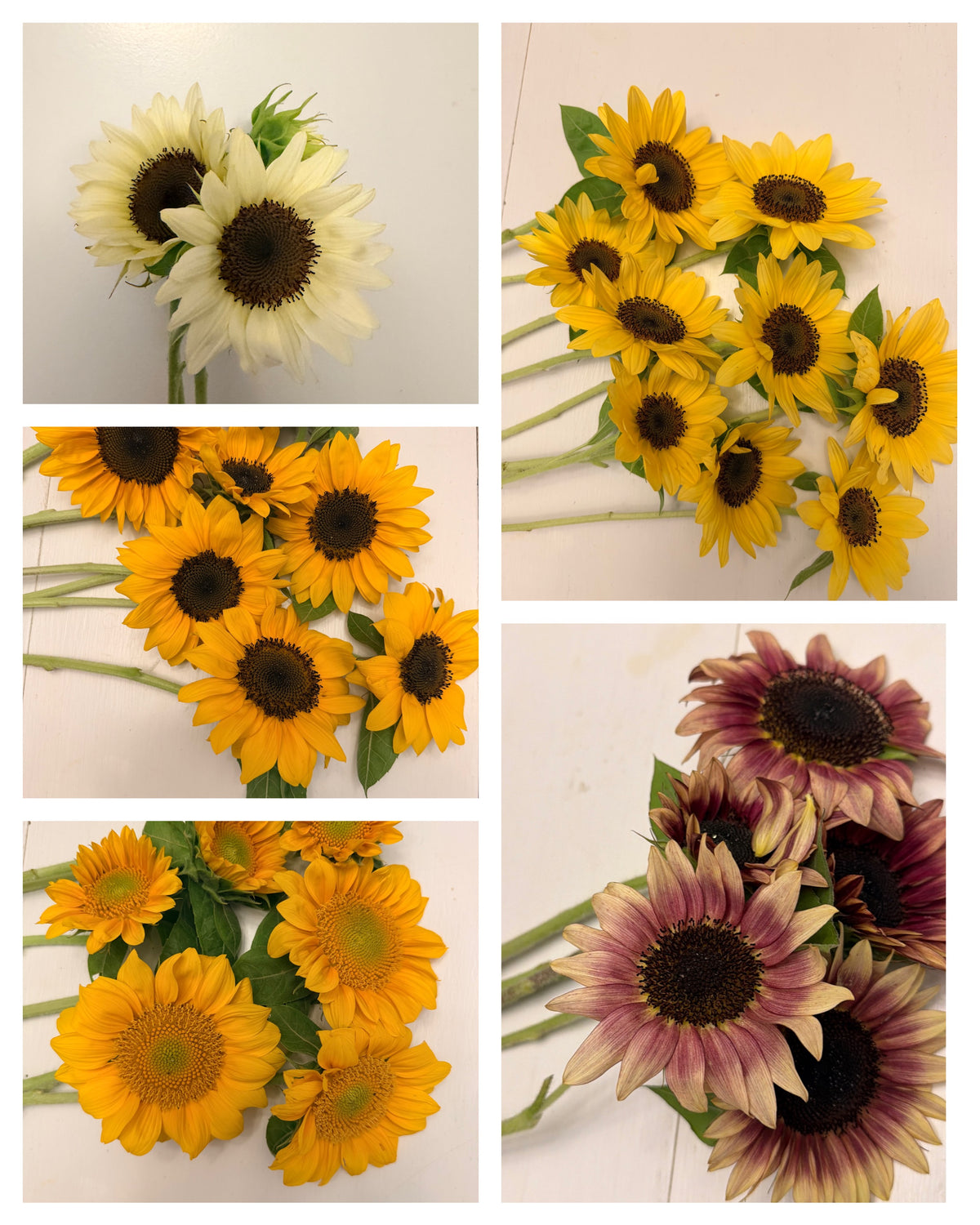 Sunflower (ProCut) - Mixed Bunch - Bundle of 5 and 10 Stems