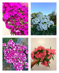 Sweet William - Mixed Bunch - 10 Stems