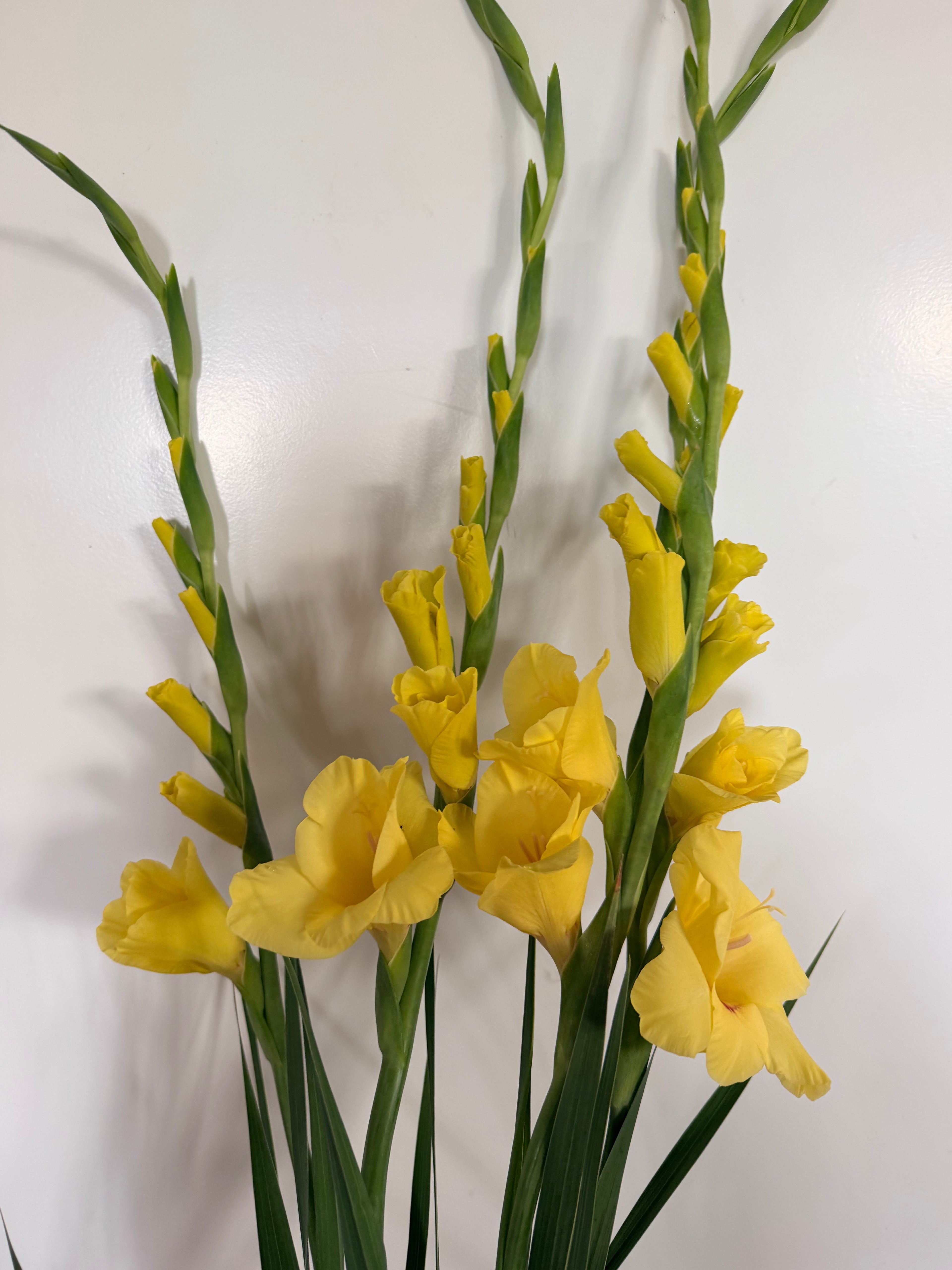 Gladiolus - Bundle of 5 and 10 Stems - Mixed Bunch