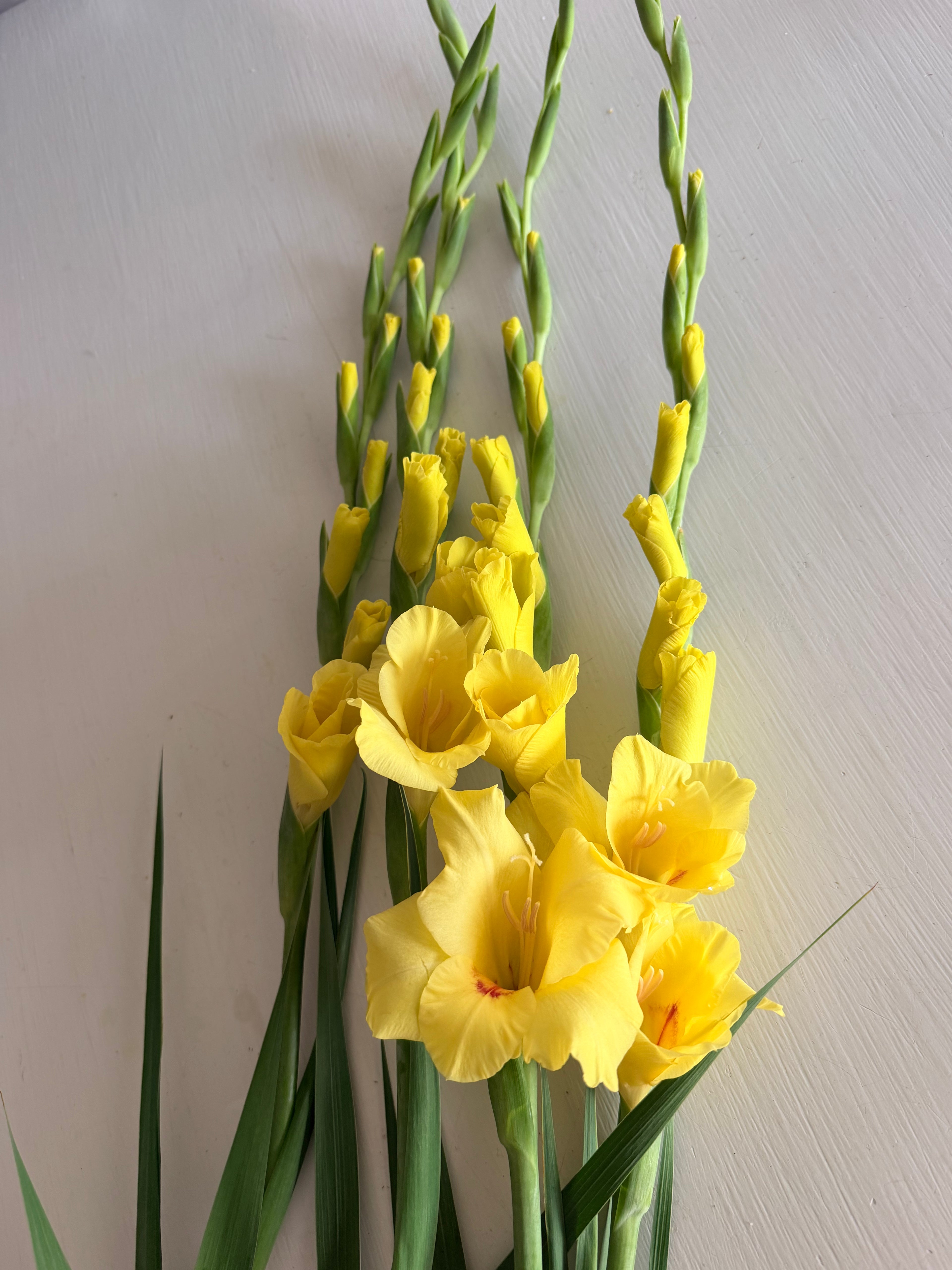 Gladiolus - Bundle of 5 and 10 Stems - Mixed Bunch
