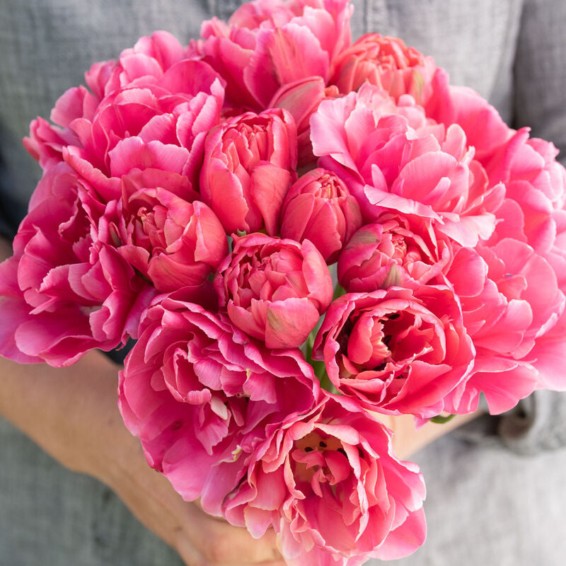 Tulip Bouquet Pre-Sale