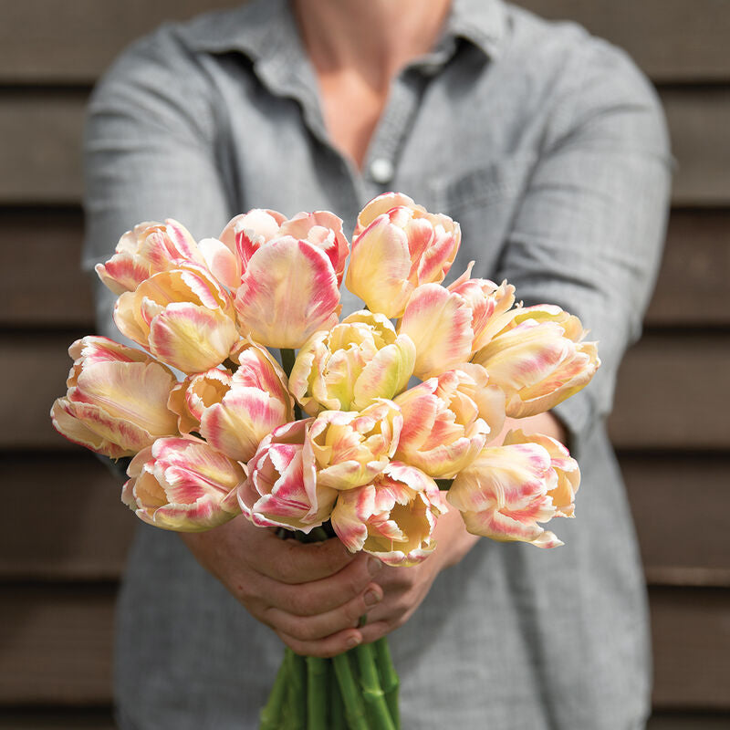 Tulip Bouquet Pre-Sale