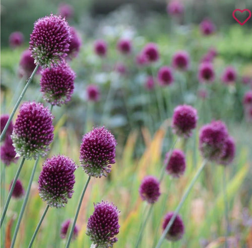 Allium - Drumstick - 5 Stems - Pre-Order!