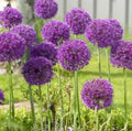 Allium - Purple Sensation - 5 Stems - Pre-Order!