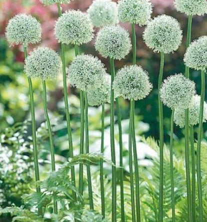 Allium - Mount Everest - 5 Stems - Pre-Order