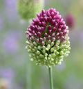 Allium - Drumstick