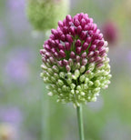 Allium - Drumstick