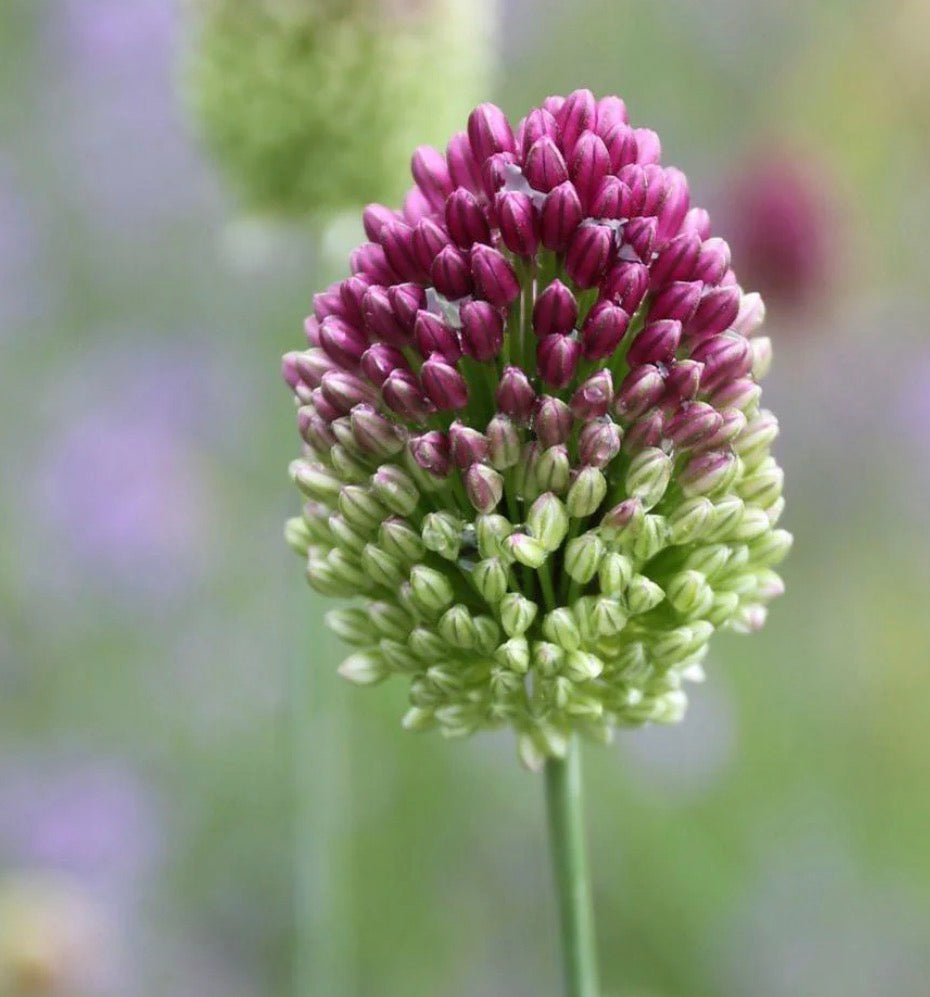 Allium - Drumstick - 5 Stems - We will notify you once in bloom!