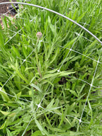 Bachelor Button - Blue - Bundle of 5 Stems