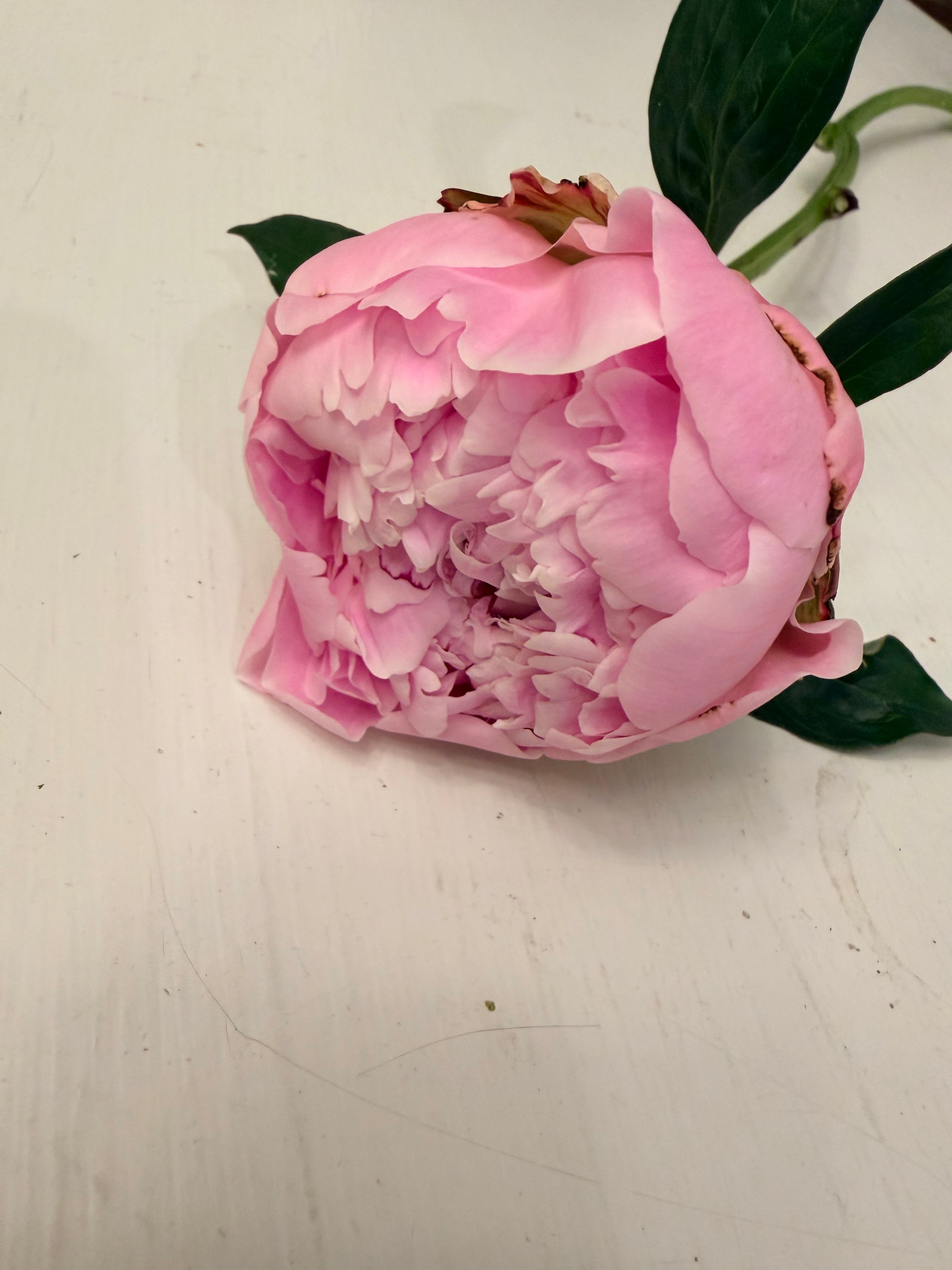 Peony - Sarah Bernhardt - 5 Stems