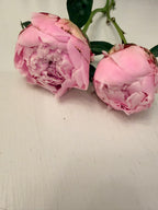 Peony - Sarah Bernhardt - 5 Stems