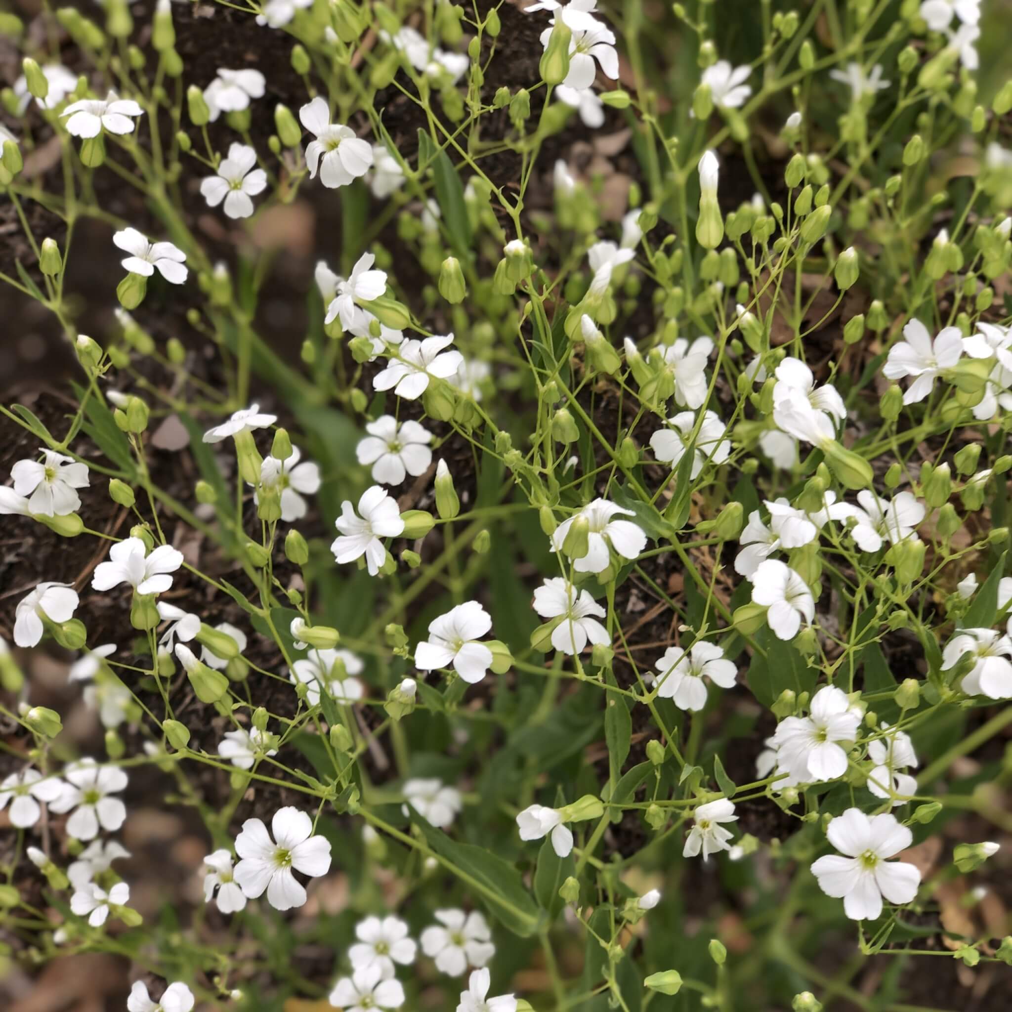 Saponaria/Soapwort - White Beauty - Bundle of 5 Stems
