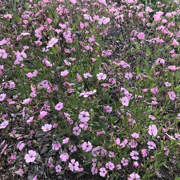 Saponaria/Soapwort - Pink Beauty - Bundle of 5 Stems