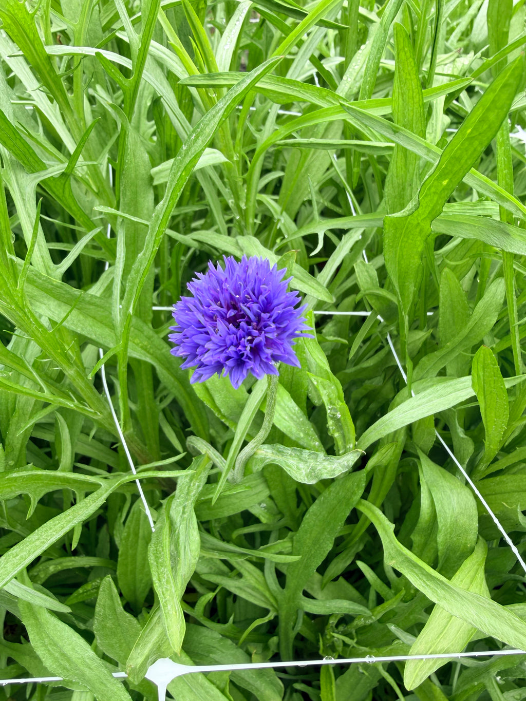 Bachelor Button - Blue - Bundle of 5 Stems