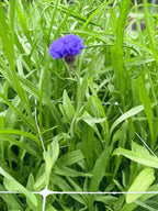 Bachelor Button - Blue - Bundle of 5 Stems