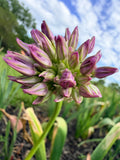 Allium - 5 Stems