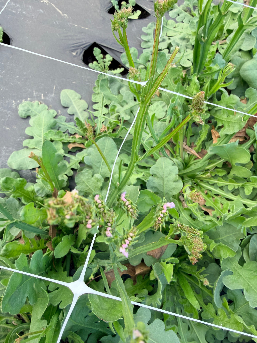 Statice - Bundle of 10 Stems - Pastel Shades