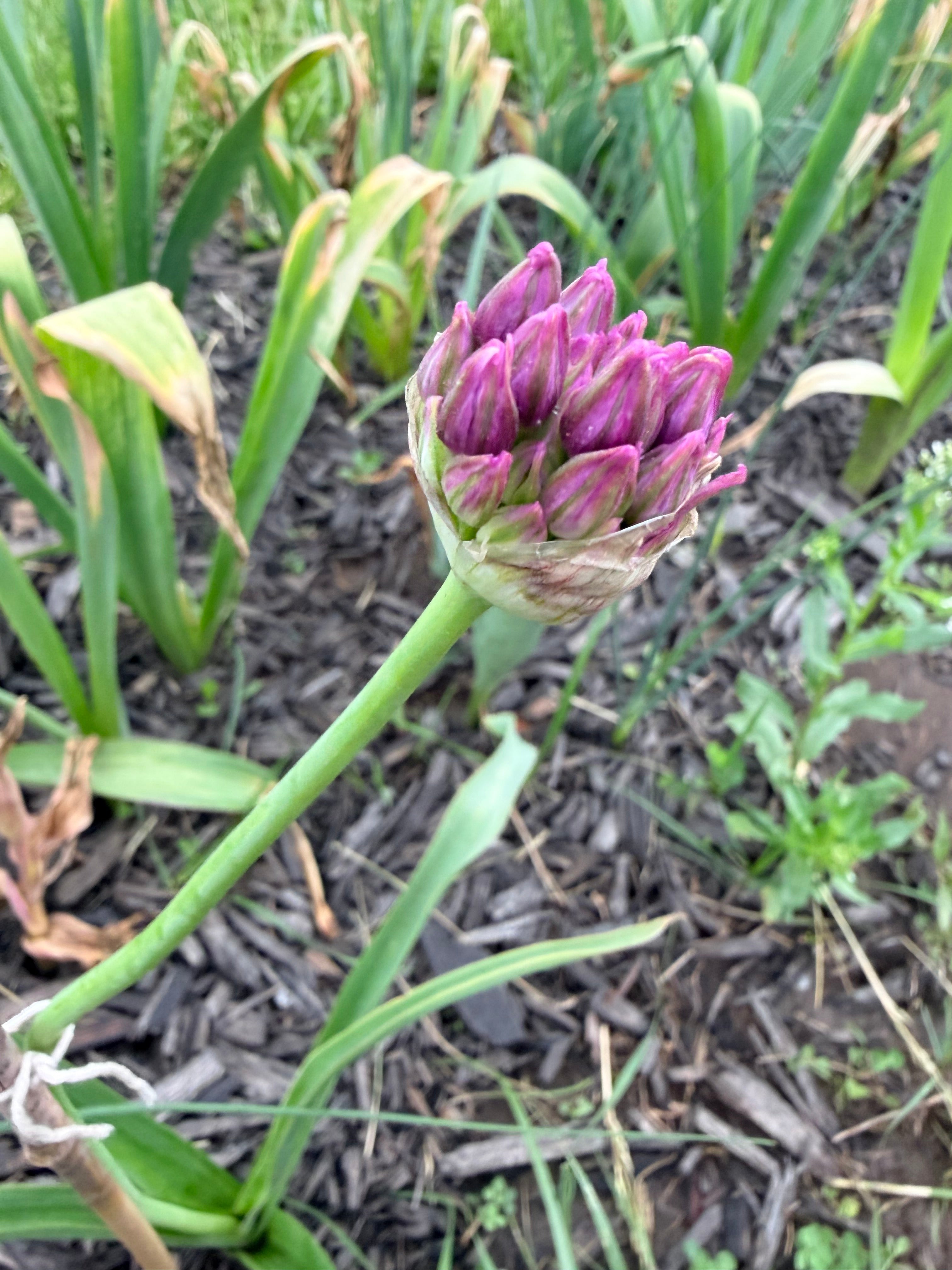 Allium - 5 Stems