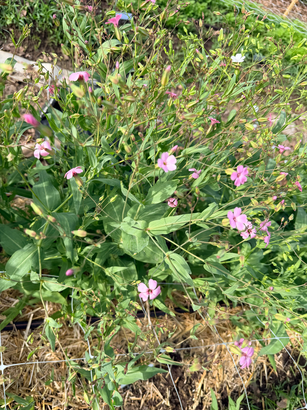 Saponaria/Soapwort - Pink Beauty - Bundle of 5 Stems