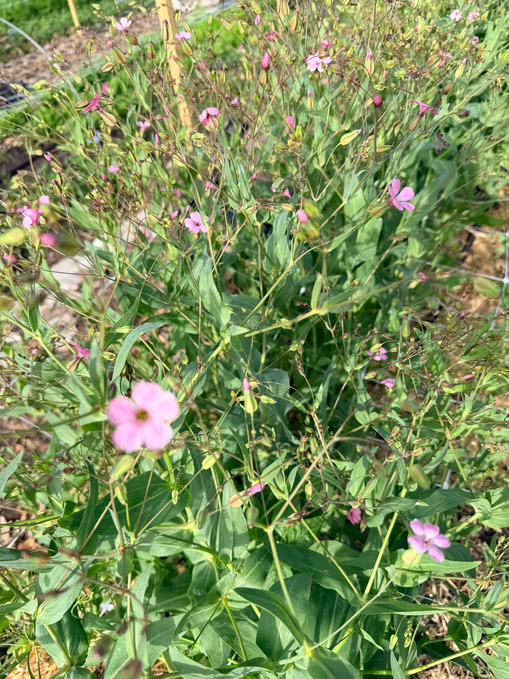 Saponaria/Soapwort - Pink Beauty - Bundle of 5 Stems
