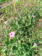 Saponaria/Soapwort - Pink Beauty - Bundle of 5 Stems