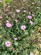 Saponaria/Soapwort - Pink Beauty - Bundle of 5 Stems