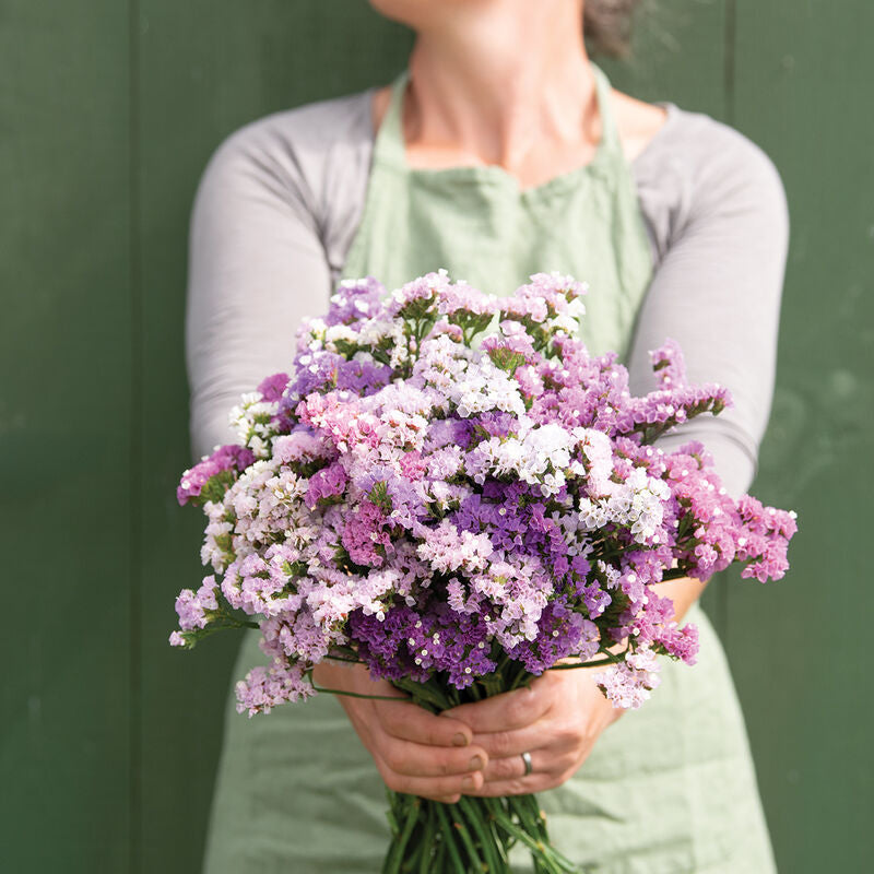 Statice - Bundle of 10 Stems - Pastel Shades