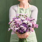 Statice - Bundle of 10 Stems - Pastel Shades