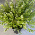 Cress - Bundle of 10 Stems